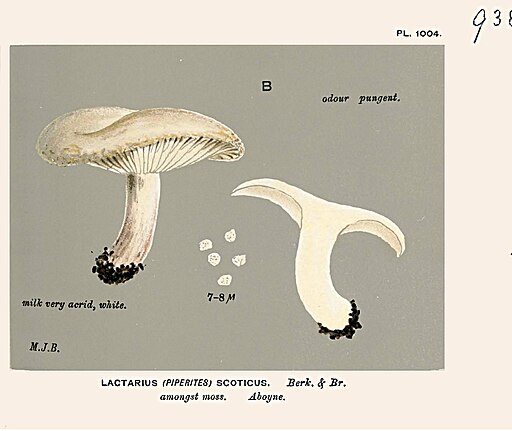 Flaumiger Moor-Milchling, Lactarius scoticus