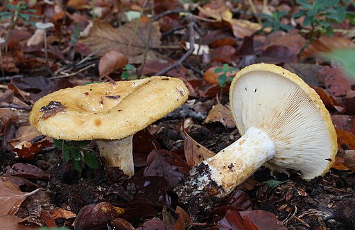 Grubiger Milchling, Lactarius scrobiculatus