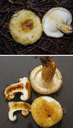 Grubiger Milchling, Lactarius scrobiculatus