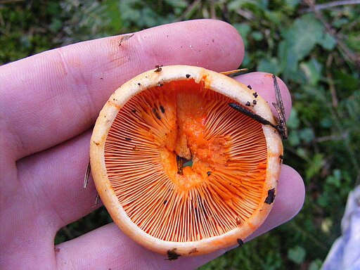 Spangrüner Kiefern-Reizker, Lactarius semisanguifluus