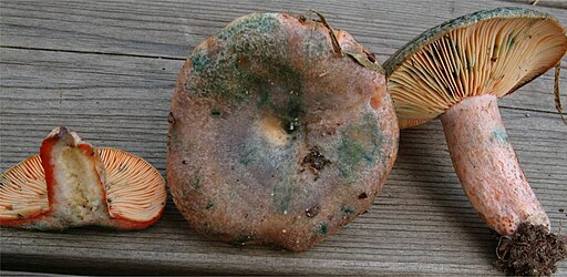 Spangrüner Kiefern-Reizker, Lactarius semisanguifluus