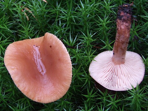 Torfmoos-Milchling, Lactarius sphagneti