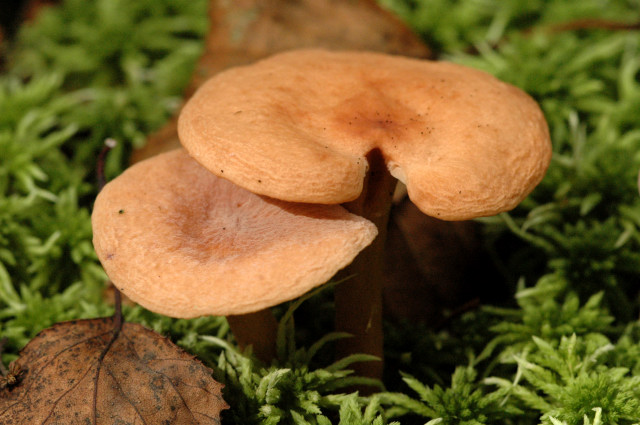 Torfmoos-Milchling, Lactarius sphagneti