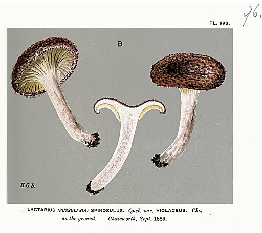 Schüppchen-Milchling, Lactarius spinosulus