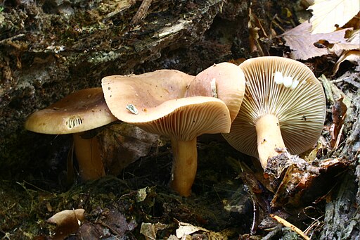Süßlicher Buchen-Milchling, Lactarius subdulcis