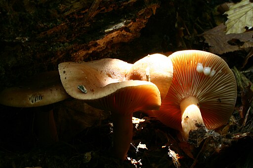 Süßlicher Buchen-Milchling, Lactarius subdulcis
