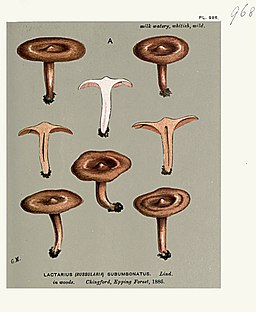 Olivbrauner Wanzen-Milchling, Lactarius subumbonatus