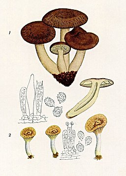 Olivbrauner Wanzen-Milchling, Lactarius subumbonatus