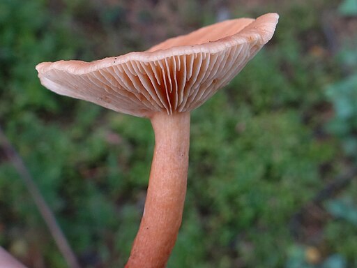 Flatter-Milchling, Lactarius tabidus