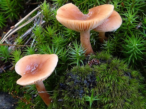 Flatter-Milchling, Lactarius tabidus