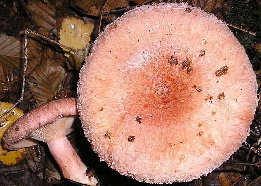 Birken-Milchling, Lactarius torminosus