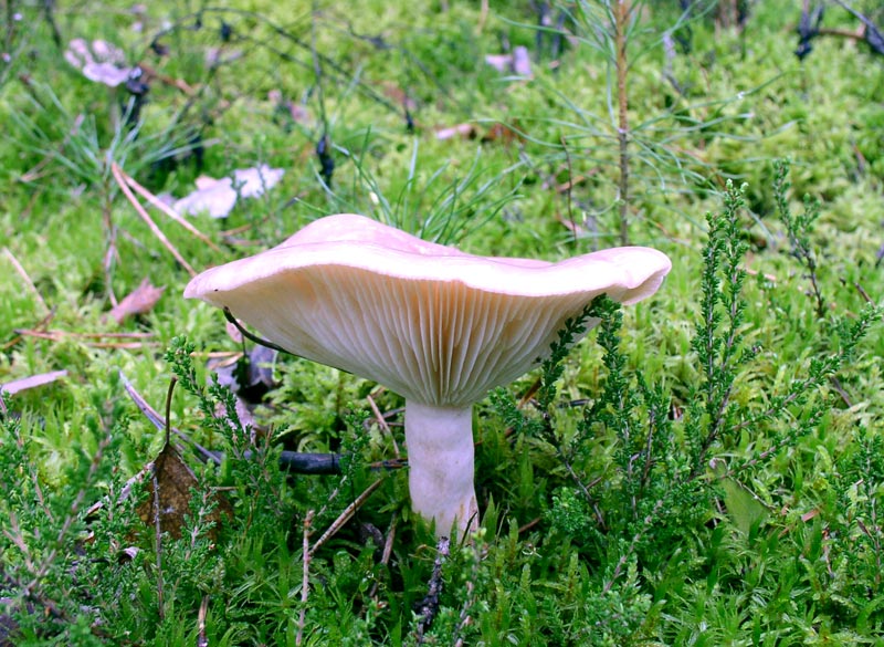 Nordischer Milchling, Lactarius trivialis