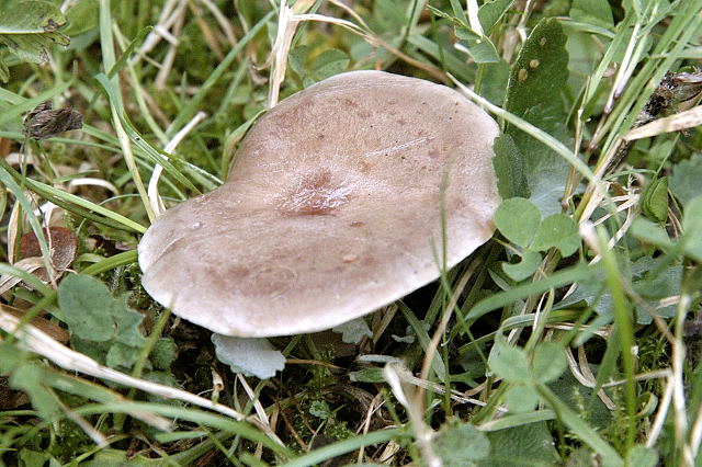 Nordischer Milchling, Lactarius trivialis