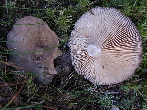 Nordischer Milchling, Lactarius trivialis