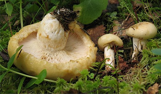 Blassgelber Zotten-Milchling, Lactarius tuomikoskii