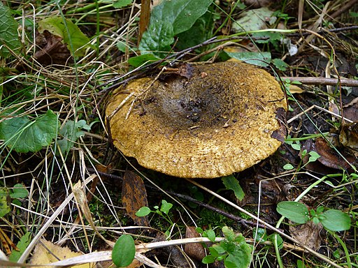 Olivbrauner Milchling