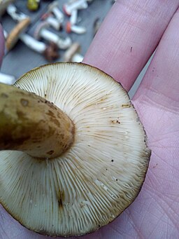 Olivbrauner Milchling, Lactarius turpis