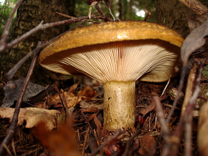 Olivbrauner Milchling, Lactarius turpis