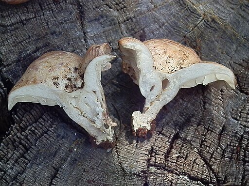 Klebriger Violett-Milchling, Lactarius uvidus