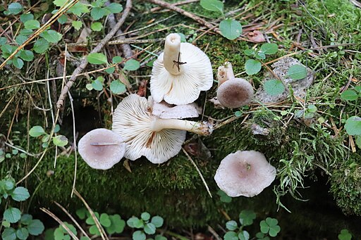Klebriger Violett-Milchling, Lactarius uvidus