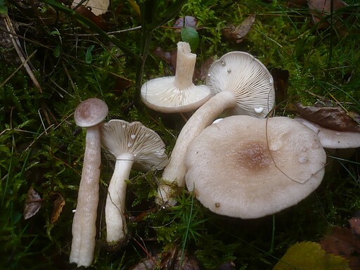 Graufleckender Milchling, Lactarius vietus