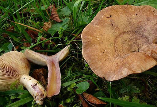 Gezonter Violett-Milchling, Lactarius violascens