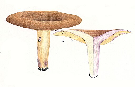 Gezonter Violett-Milchling, Lactarius violascens