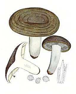Gezonter Violett-Milchling, Lactarius violascens