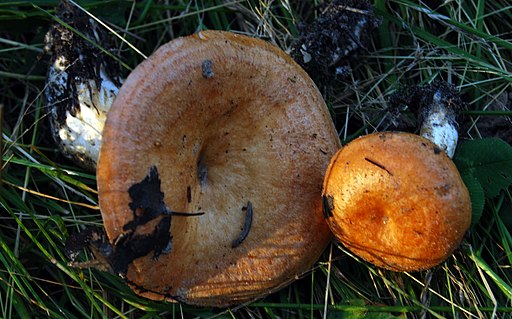 Montaner Zonen-Milchling, Lactarius zonarioides
