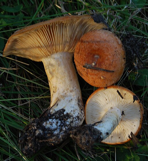 Montaner Zonen-Milchling, Lactarius zonarioides