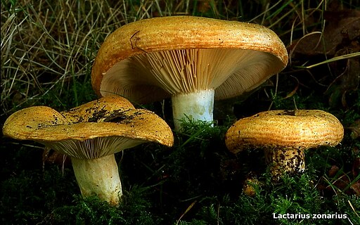 Schöner Zonen-Milchling, Lactarius zonarius