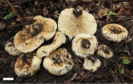 Schöner Zonen-Milchling, Lactarius zonarius