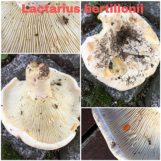 Scharfer Woll-Milchling, Lactifluus bertillonii