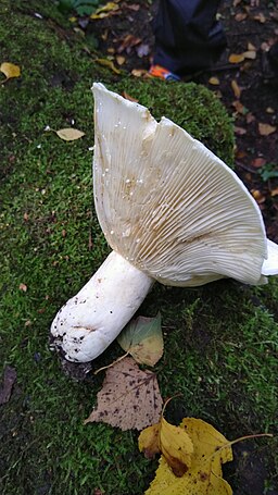 Scharfer Woll-Milchling, Lactifluus bertillonii