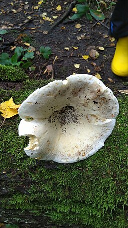 Scharfer Woll-Milchling, Lactifluus bertillonii