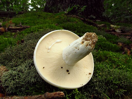 Grünender Pfeffer-Milchling, Lactifluus glaucescens