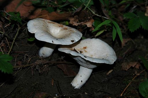 Langstieliger Pfeffer-Milchling, Lactifluus piperatus