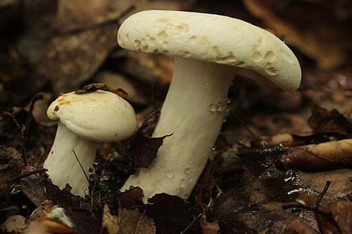 Langstieliger Pfeffer-Milchling, Lactifluus piperatus