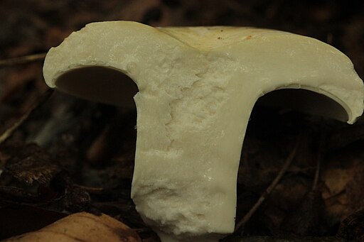 Langstieliger Pfeffer-Milchling, Lactifluus piperatus