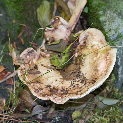 Wolliger Milchling, Lactifluus vellereus