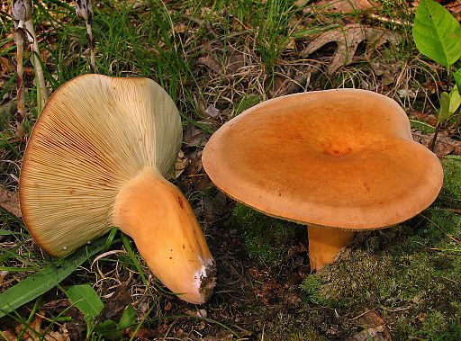 Brätling, Lactifluus volemus