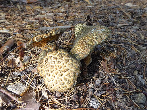 Gelbgrüner Kamm-Porling, Laeticutis cristata