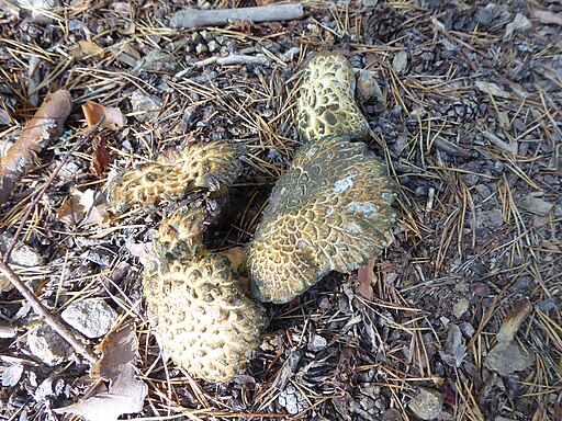 Gelbgrüner Kamm-Porling, Laeticutis cristata
