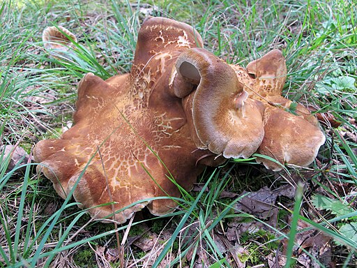 Gelbgrüner Kamm-Porling, Laeticutis cristata