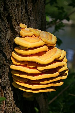 Gemeiner Schwefelporling, Laetiporus sulphureus