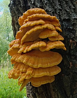 Gemeiner Schwefelporling, Laetiporus sulphureus