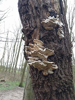 Gemeiner Schwefelporling, Laetiporus sulphureus