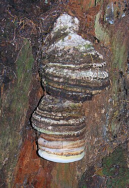 Bitterer Lärchen-Baumschwamm, Laricifomes officinalis