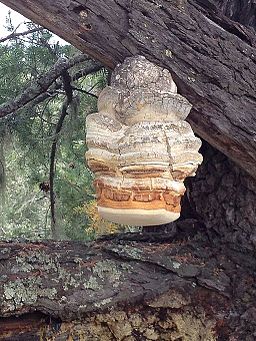 Bitterer Lärchen-Baumschwamm, Laricifomes officinalis