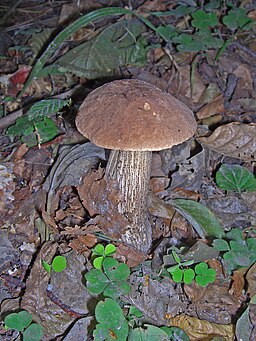Hainbuchen-Raufuß